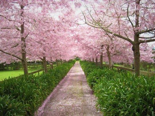 Dentist, full time - Cambridge